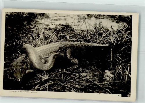 Schlange Krokodil Foto AK