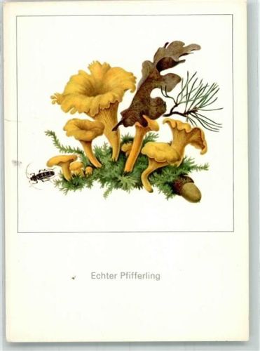 Pfifferling + Insekt Käfer Zeichnung von Gerhard Schmidt Planet Verlag