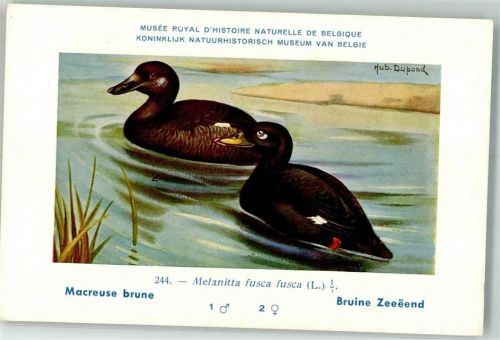 Brüssel sign. Dupond Hub. Samtente Musee Royal d`Histoire Naturelle
