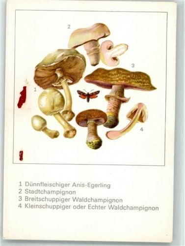 Versch. Champignons + Insekten Zeichnung von Gerhard Schmidt Planet Verlag
