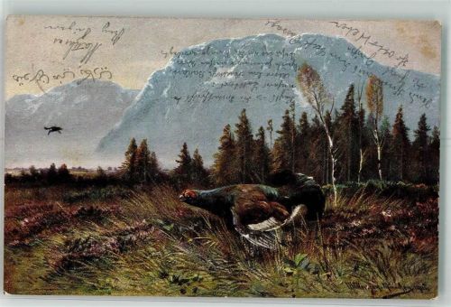 1902 Auerhahn Haar- u. Federwild K. u. B. -D. Serie 844