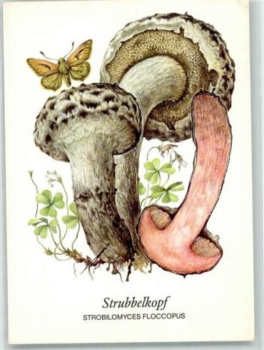Strubbelkopf + Insekt Zeichnung von Gerhard Schmidt Planet Verlag