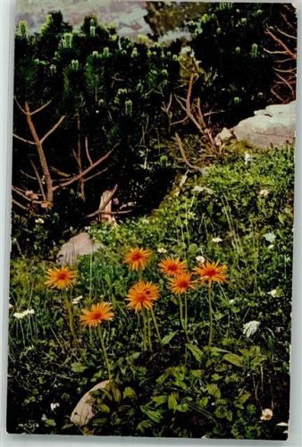 Gämswurzen Bergkiefer Photochromie Serie 522 Nr.939 Schweizer Bund für Naturschutz