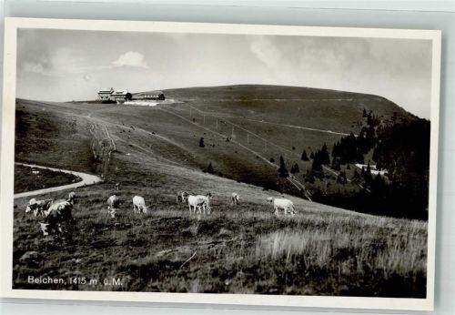 Belchen Weidende Rinder vor dem Gasthaus Hotel Belchenhaus