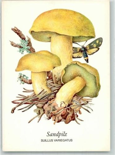 Sandpilz + Insekten Zeichnung von Gerhard Schmidt Planet Verlag