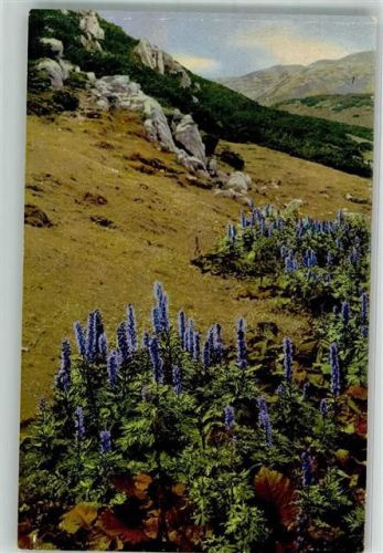 Blauer Eisenhut Photochromie Serie 507 Nr.776