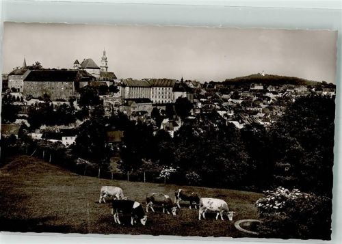 Sulzbach-Rosenberg Kühe