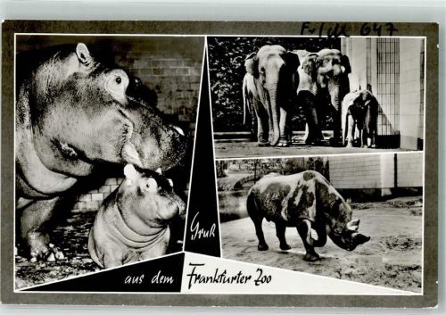 Frankfurt Elefanten Nashorn Nilpferde