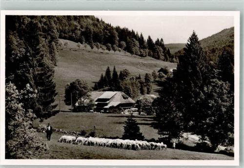 79677 W7869 Multen im Schwarzwald Foto AK Schafherde vor dem Gasthaus Pension Belchen-Multen