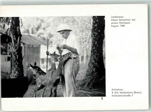 Lambarene Albert Schweitzer Antilopen
