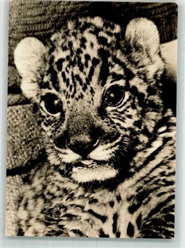 Rostock 1965 Junger Jaguar Zoo VEB Bild und Heimat