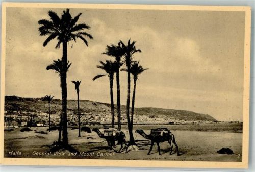Haifa Mount Carmel Kamele