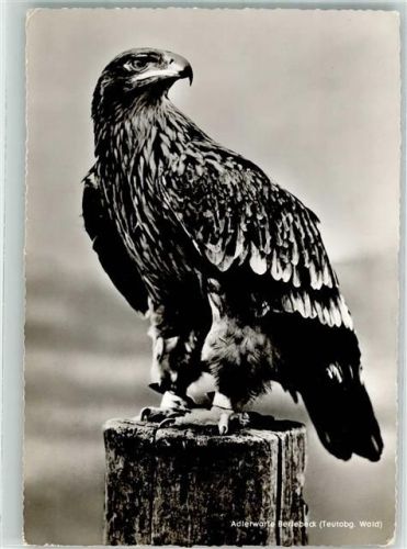 Berlebeck Kaiseradler in der Adlerwarte