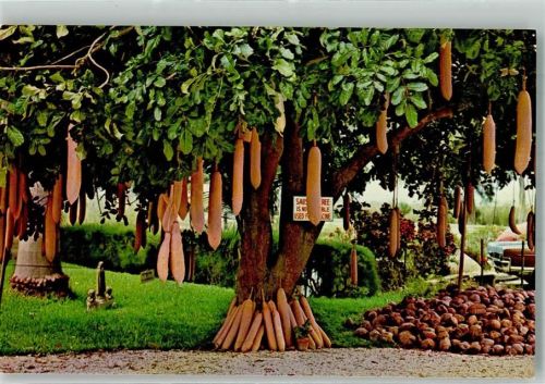 Miami Landwirtschaft Frog City Sausage Tree Leberwurst Baum