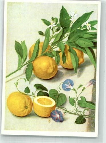 von Jakob Walther , Zitronenzweig und Gartenwinde