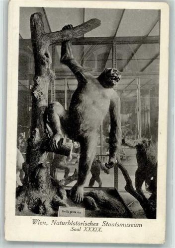 Wien Gorilla Naturhistorisches Staatsmuseum