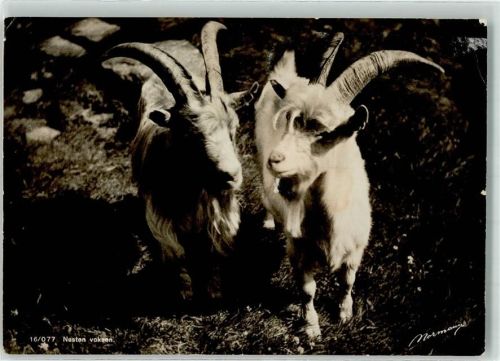 Peasantry Goat