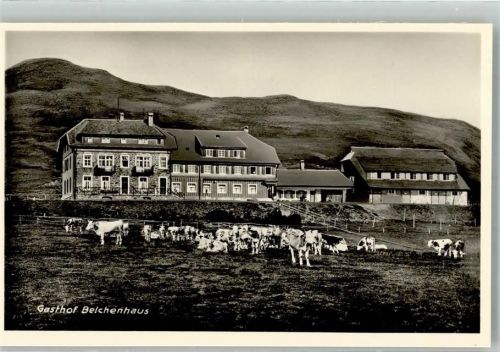 Belchen Weidende Rinder vor dem Gasthaus Hotel Belchenhaus