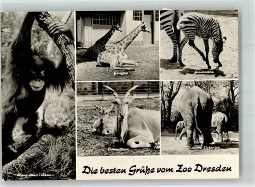 O8000 Dresden Orang Utan Elefanten Antilopen Giraffen Zebra Zoo Foto AK
