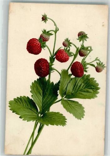 1905 Wald Erdbeeren Farbenlichtdruck Martin Rommel Nr. 701