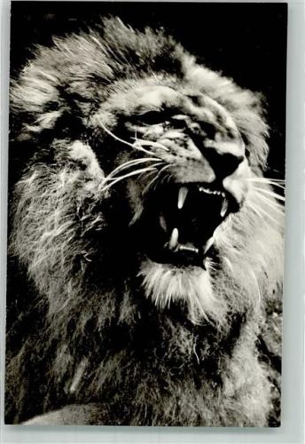 Budapest 1960 - 1970 Raubkatze Zoo