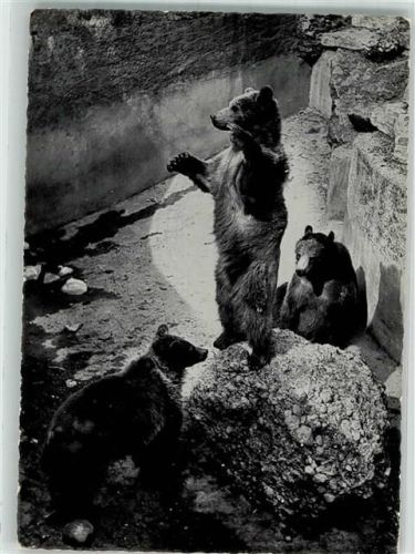 Salzburg Zoo Hellbrunn Braunbären