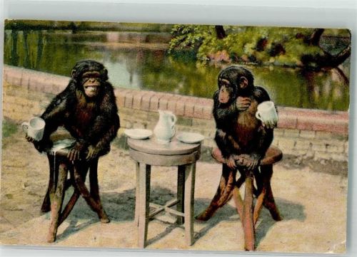 Tiergarten Schimpansen beim Frühstück