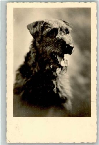 1933 Verlag NPG 857 Terrier
