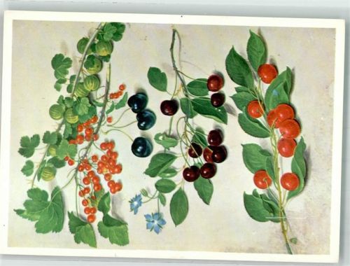 sign. Walther, Johann Stachelbeeren Johannisbeeren Kirschen und Boretschblüten