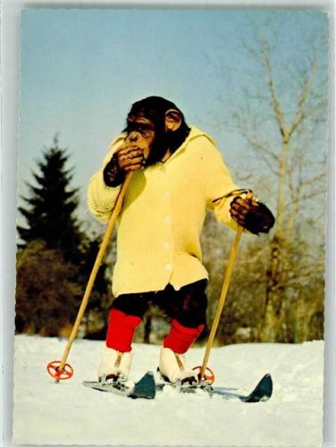 Schimpanse Ski