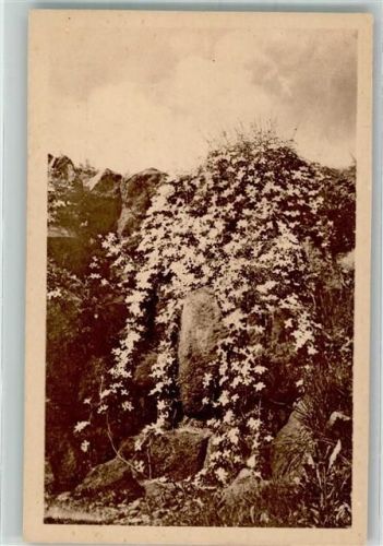 Dahlem Botanischer Garten Clematis Montana Buch