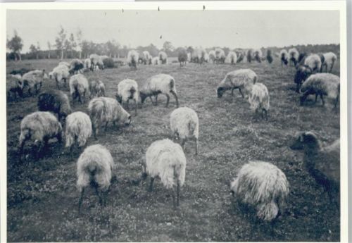 Bergen Schafherde , Fotoabzug