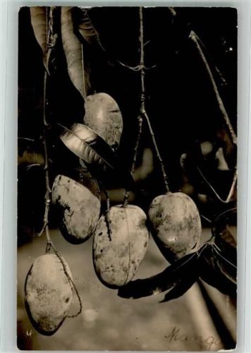 Früchte an einem Mangobaum