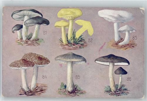 Pilz Künstlerkarte