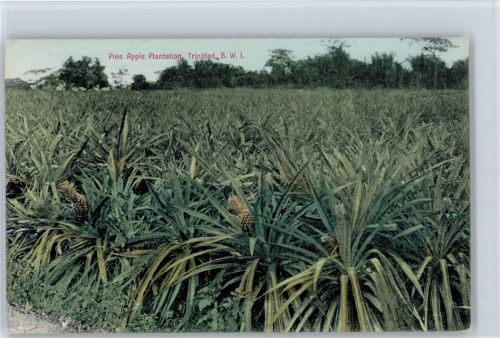 Annanas Plantage