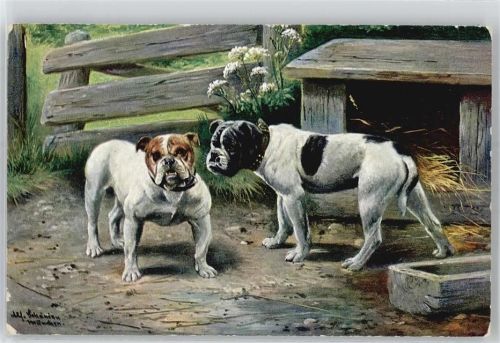 Bulldogge