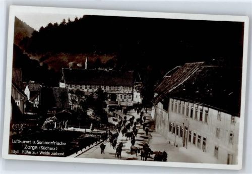Zorge Hotel Braunschweiger Hof, Idyll - Kühe zur Weide ziehend