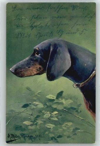Windhund