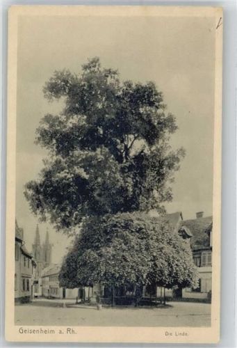 Geisenheim Die Linde