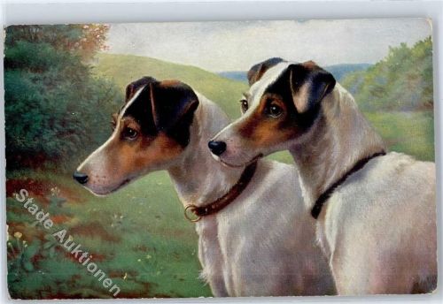 Stichelhaarige Foxterriers