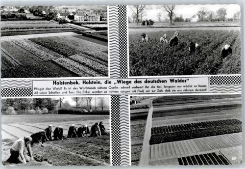 Halstenbek Wiege des deutschen Waldes