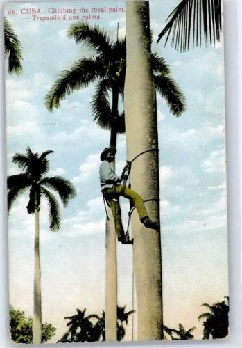 Havanna Climbing the Royal Palm