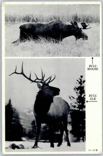 Elch Bull Moose Bull Elk