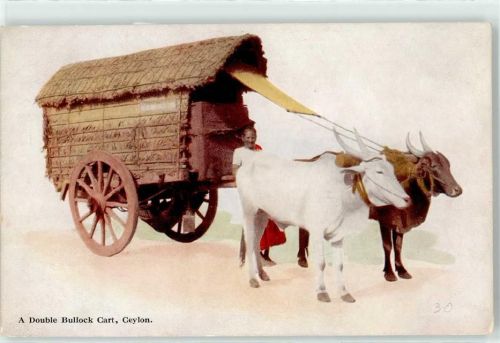 Colombo A Double Bullock Cart Ceylon