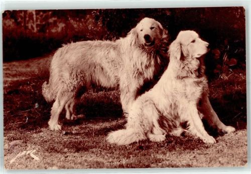Argeles-Bagneres Hunde