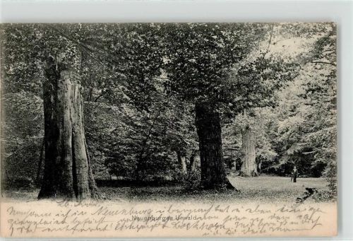 Neuenburg 1906 Urwald alter Baum