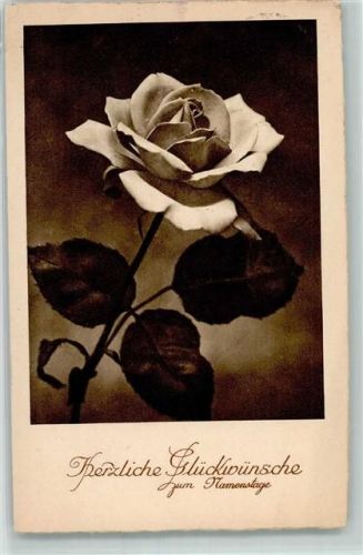 Blumen Rose