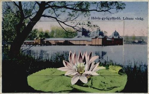 Heviz - Hévízgyógyfürdö (Ungarn) Leporello Seerosenteich II (kleiner Einriss bei Leporello-Abdeckung, fleckig VS/RS, Stauchung)