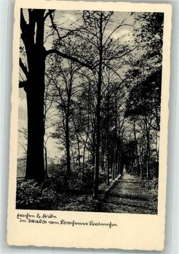 50226 W5020 Frechen 1941 Foto AK Weg im Bachemer Wald