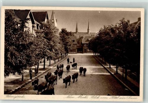 Werningerode Neuer Markt Blick v. Hotel z. Sonne Kühe
